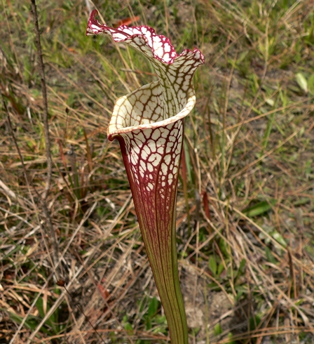 {Sarracenia leucophylla}